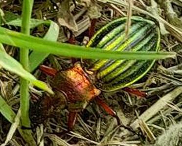 Réf. 302 481 : Carabus auronitens